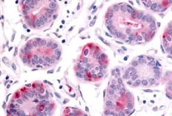 Anti-HUNK antibody used in IHC (Paraffin sections) (IHC-P). GTX70967