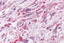 Anti-NR1D1 antibody used in IHC (Paraffin sections) (IHC-P). GTX70995