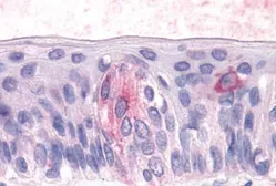 Anti-TAS1R3 antibody used in IHC (Paraffin sections) (IHC-P). GTX71575