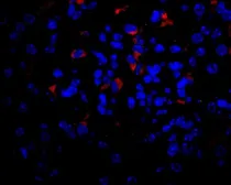 Anti-VEGFA antibody used in IHC (Paraffin sections) (IHC-P). GTX74091
