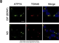 Anti-TGN46 antibody used in Immunocytochemistry/ Immunofluorescence (ICC/IF). GTX74290