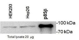 Anti-PI3 kinase p85 beta antibody [T15] used in Western Blot (WB). GTX74710