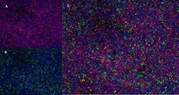 Anti-CD4 antibody [OX-35] (Azide free) used in IHC (Frozen sections) (IHC-Fr). GTX75110