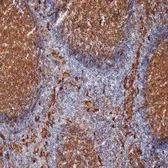 Anti-CD9 antibody [MM2/57] used in IHC (Frozen sections) (IHC-Fr). GTX76185