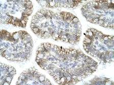 Anti-APBA1 antibody, N-term used in IHC (Paraffin sections) (IHC-P). GTX77707
