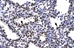 Anti-BARHL2 antibody, Internal used in IHC (Paraffin sections) (IHC-P). GTX77863