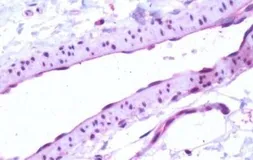 Anti-EDG1 antibody used in IHC (Paraffin sections) (IHC-P). GTX77919