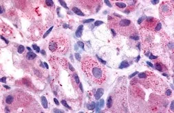 Anti-Histamine H2 Receptor antibody used in IHC (Paraffin sections) (IHC-P). GTX77947