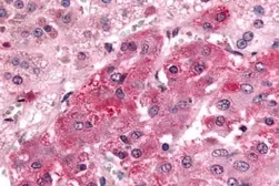 Anti-GPR108 antibody used in IHC (Paraffin sections) (IHC-P). GTX78085