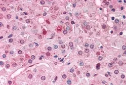 Anti-NR0B1 antibody used in IHC (Paraffin sections) (IHC-P). GTX78099
