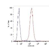 Anti-ICAM1 / CD54 antibody [1H4] (PE) used in Flow cytometry (FCM). GTX78389