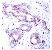 Anti-c-Myc (phospho Ser373) antibody used in IHC (Paraffin sections) (IHC-P). GTX79005