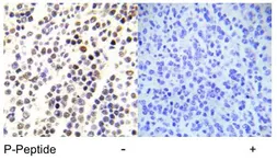 Anti-Histone H3S28ph (phospho Ser28) antibody used in IHC (Paraffin sections) (IHC-P). GTX79053