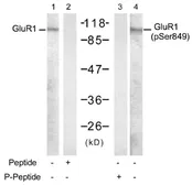 Anti-GluR1 (phospho Ser831) antibody used in Western Blot (WB). GTX79065