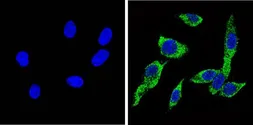 Anti-Cytochrome P450 2C11 antibody used in Immunocytochemistry/ Immunofluorescence (ICC/IF). GTX79174