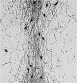 Anti-GnRH antibody used in IHC (Paraffin sections) (IHC-P). GTX79310