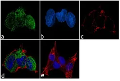 Anti-PLA2G5 antibody [3G1] used in Immunocytochemistry/ Immunofluorescence (ICC/IF). GTX79469