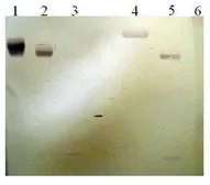 Anti-Plasminogen antibody [11B5-B2] used in Western Blot (WB). GTX79694
