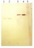 Anti-BSA antibody [9E2-C2] used in Western Blot (WB). GTX79812