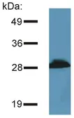Anti-PRR7 antibody [TRAP3/10] used in Western Blot (WB). GTX79873
