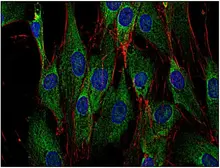 Anti-SOS1 antibody [SOS-01] used in Immunocytochemistry/ Immunofluorescence (ICC/IF). GTX79891