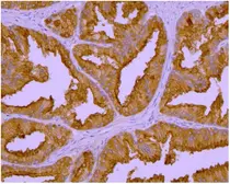 Anti-PSMA antibody [GCP-04] used in IHC (Paraffin sections) (IHC-P). GTX80151