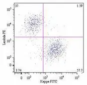 Mouse Anti-Human kappa light chain antibody [A8B5]. GTX80243