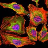 Anti-KDM3A antibody [2E1] used in Immunocytochemistry/ Immunofluorescence (ICC/IF). GTX80406