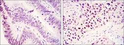 Anti-KDM3A antibody [1E12] used in IHC (Paraffin sections) (IHC-P). GTX80407