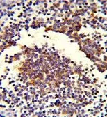 Anti-C7 antibody, Internal used in IHC (Paraffin sections) (IHC-P). GTX80456