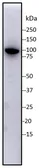 Anti-KAP1 antibody [20C1] used in Western Blot (WB). GTX80695