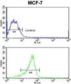 Anti-RASL11B antibody, N-term used in Flow cytometry (FCM). GTX81024