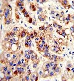 Anti-PON3 antibody, N-term used in IHC (Paraffin sections) (IHC-P). GTX81152