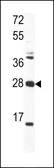 Anti-OAZ1 antibody, N-term used in Western Blot (WB). GTX81427