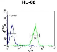 Anti-Granzyme B antibody, N-term used in Flow cytometry (FCM). GTX81831
