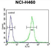 Anti-GNS antibody, Internal used in Flow cytometry (FCM). GTX81833