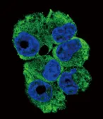 Anti-CD40L / CD154 antibody, N-term used in Immunocytochemistry/ Immunofluorescence (ICC/IF). GTX81854