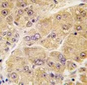 Anti-Sclerostin antibody, Internal used in IHC (Paraffin sections) (IHC-P). GTX81933
