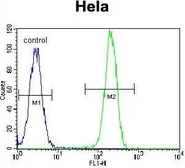 Anti-Nucleophosmin antibody, C-term used in Flow cytometry (FCM). GTX81995