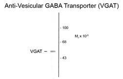 Anti-VGAT antibody used in Western Blot (WB). GTX82566