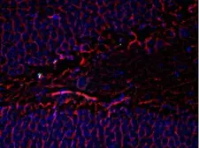Anti-beta Tubulin 3/ Tuj1 antibody [AA10] used in Immunohistochemistry (IHC). GTX82572
