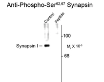 Anti-Synapsin I (phospho Ser62/67) antibody used in Western Blot (WB). GTX82591