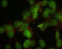 Anti-Nuclei antibody [235-1] used in Immunocytochemistry/ Immunofluorescence (ICC/IF). GTX82624