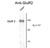 Anti-GluR2 antibody used in Western Blot (WB). GTX82668