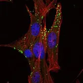 Anti-KLHL1 antibody [3A8] used in Immunocytochemistry/ Immunofluorescence (ICC/IF). GTX82766