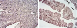 Anti-CD276 antibody [6A1] used in IHC (Paraffin sections) (IHC-P). GTX82773