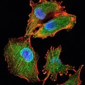 Anti-IL34 antibody [1D12] used in Immunocytochemistry/ Immunofluorescence (ICC/IF). GTX82810