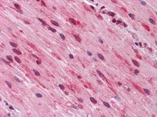 Anti-GATA3 antibody [7B5] used in IHC (Paraffin sections) (IHC-P). GTX82830