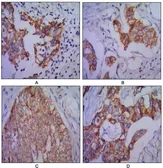 Anti-N-Cadherin antibody [5D5] used in IHC (Paraffin sections) (IHC-P). GTX82992