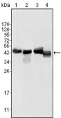 Anti-Apolipoprotein A4 antibody [1D4C11] used in Western Blot (WB). GTX83015